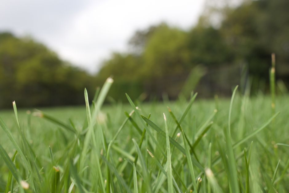 Close-up view of a lush, green lawn with freshly cut grass blades displaying a mix of light and dark green shades. The soil underneath appears slightly moist, indicating recent watering or dew. In the